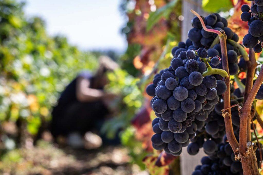 domaine-gerard-seguin-26